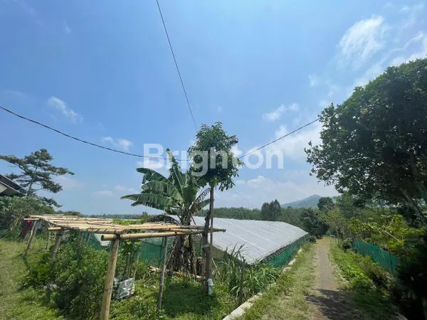 image  TANAH  DAN BANGUNAN GREENHOUSE DI DESA PUNGGING PASURUAN (2)
