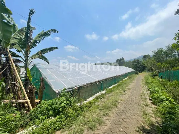 image  TANAH  DAN BANGUNAN GREENHOUSE DI DESA PUNGGING PASURUAN (5)