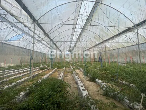 image  TANAH  DAN BANGUNAN GREENHOUSE DI DESA PUNGGING PASURUAN (7)