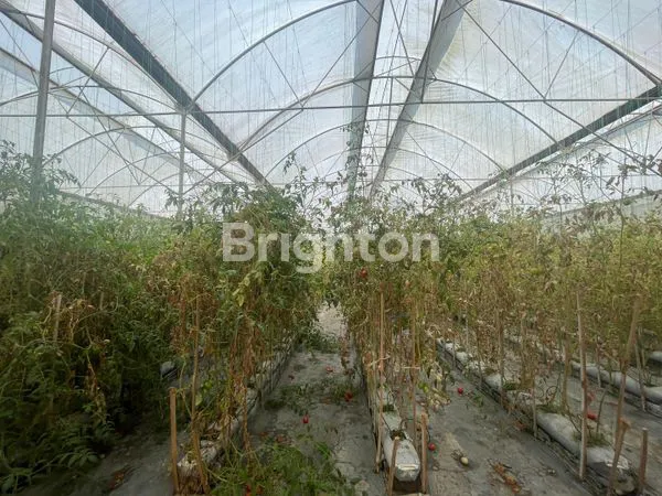 image  TANAH  DAN BANGUNAN GREENHOUSE DI DESA PUNGGING PASURUAN (6)