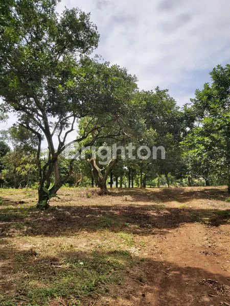 image DIJUAL TANAH CANTIK MODEL NGANTONG LEBAR BELAKANG  (8)