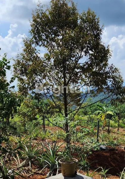 image TANAH PRODUKTIF 1.85 HA DENGAN KEBUN BUAH DI SUBANG, JAWA BARAT (2)