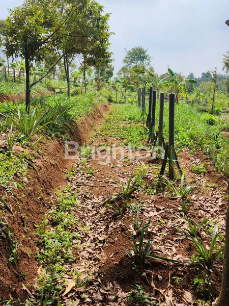 image TANAH PRODUKTIF 1.85 HA DENGAN KEBUN BUAH DI SUBANG, JAWA BARAT (4)
