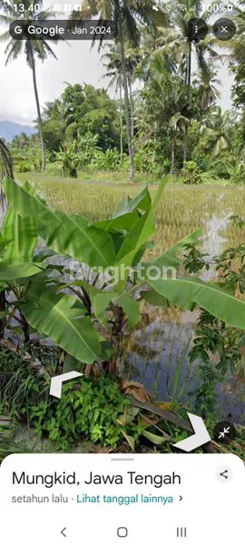image SAWAH DI ARAH MENUJU CANDI BOROBUDUR (3)