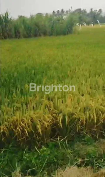 image DI JUAL TANAH PERSAWAHAN DI PAKISAJI (2)