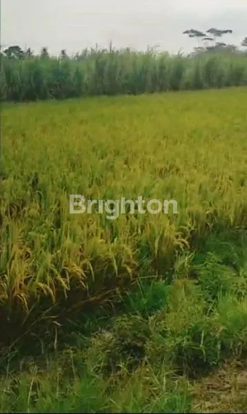 image DI JUAL TANAH PERSAWAHAN DI PAKISAJI (1)