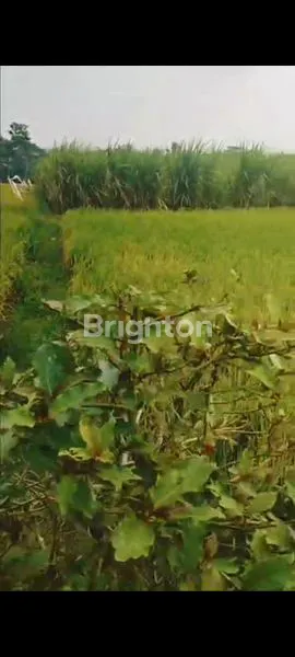 image DI JUAL TANAH PERSAWAHAN DI PAKISAJI (3)