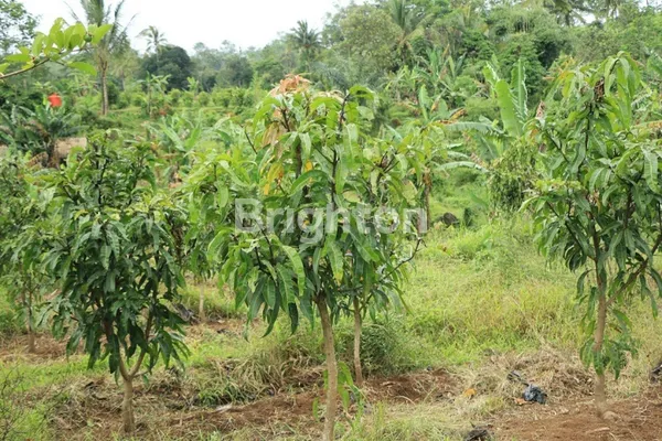 image TANAH STRATEGIS DI CIKUPA DENGAN POTENSI TINGGI (2)