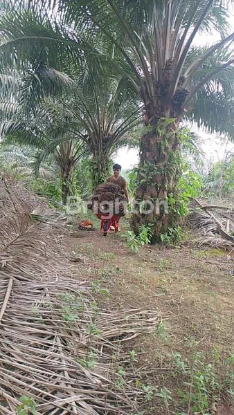 image KEBUN SAWIT UMUR 7 TAHUN LUAS 157 HEKTAR (6)