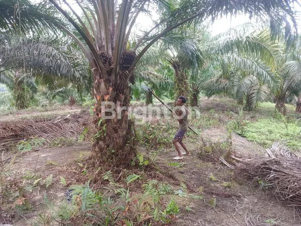 image KEBUN SAWIT UMUR 7 TAHUN LUAS 157 HEKTAR (2)