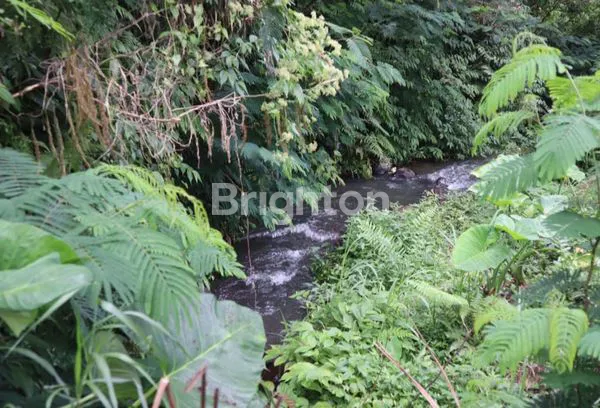 image TANAH KEBUN DI BATURITI HARGA EKONOMIS COCOK UNTUK INVESTASI (8)