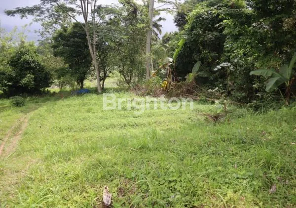 image TANAH KEBUN DI BATURITI HARGA EKONOMIS COCOK UNTUK INVESTASI (1)