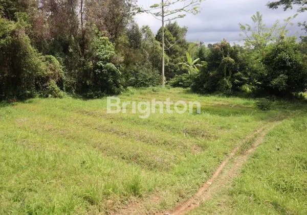 image TANAH KEBUN DI BATURITI HARGA EKONOMIS COCOK UNTUK INVESTASI (2)