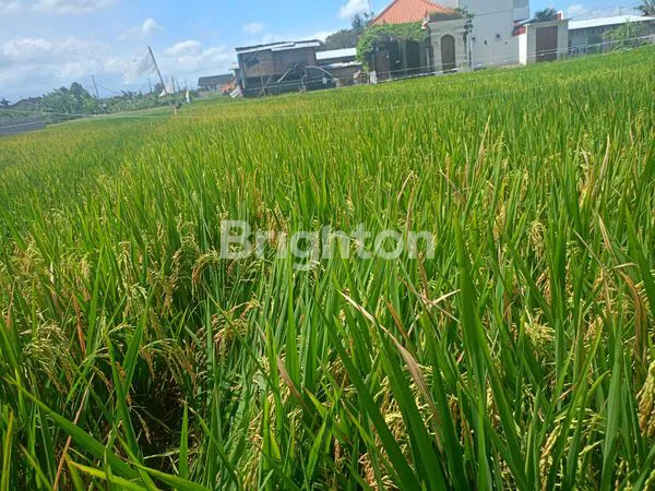 image TANAH DISEWA 30 TAHUN – JALAN BYPASS TANAH LOT - 12 ARE  (6)