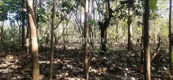 image TANAH KOSONG KUTUH PANDAWA (1)