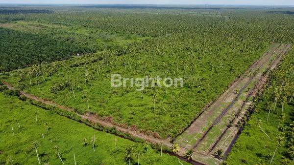 TANAH PRODUKTIF 30 HA SHM DI MEMPAWAH KALIMANTAN BARAT - COCOK UNTUK INDUSTRI