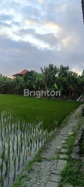 image TANAH PREMIUM 600M² VIEW SAWAH DI CANGGU, DEKAT VILLA ELITE (3)
