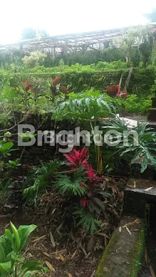 image TURUN HARGA TANAH KEBUN SUMBER GONDO BATU-MALANG (2)