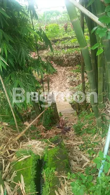 image TURUN HARGA TANAH KEBUN SUMBER GONDO BATU-MALANG (3)