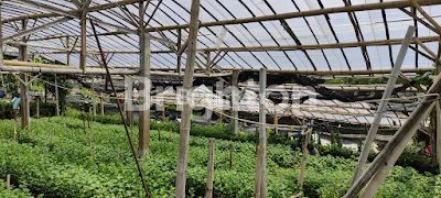 image TURUN HARGA TANAH KEBUN SUMBER GONDO BATU-MALANG (7)