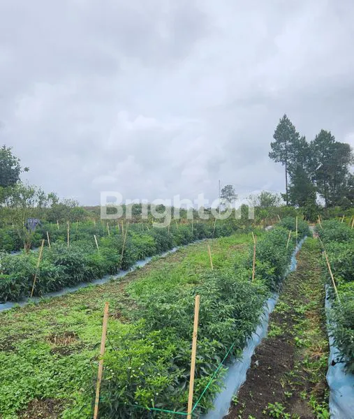 image JUAL KEBUN (2)