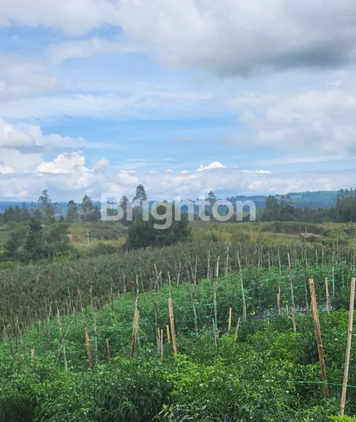 image JUAL KEBUN (5)