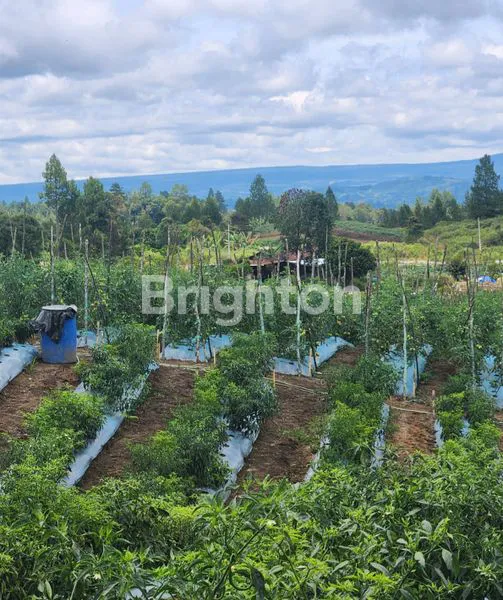 image JUAL KEBUN (3)