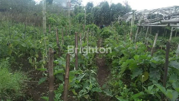 image TANAH KEBUNSUBUR DS SUMBER GONDOBATU-MALANG (1)