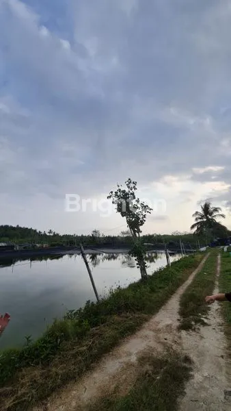 TAMBAK DI KOMBADING DESA PENGAMBENGAN JEMBRANA BALI