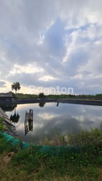 image TAMBAK DI KOMBADING DESA PENGAMBENGAN JEMBRANA BALI (2)