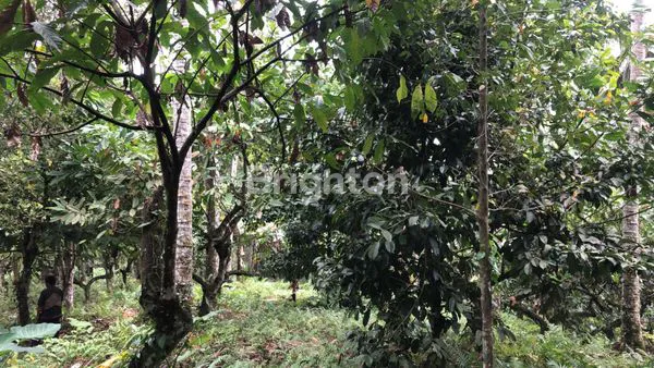 image DIJUAL TANAH PERKEBUNAN 1,5 HA DI GUNUNG SALAK, SELEMADEG TIMUR – TABANAN (3)