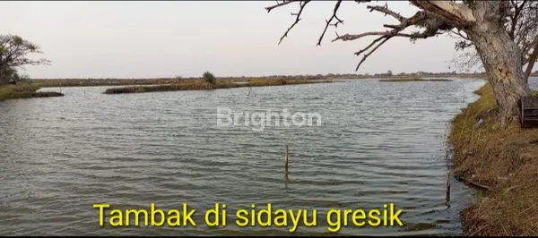 image TAMBAK UDANG PRODUKTIF LUAS 6 HA SIDAYU GRESIK (1)
