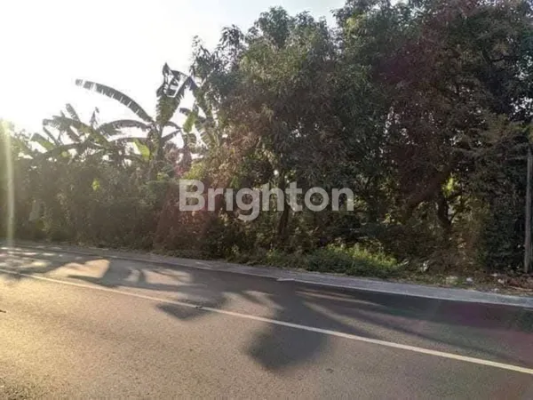 image TANAH DIJUAL DI WONOREJO PASURUAN DI RAYA MALANG-PASURUAN KOTA (3)