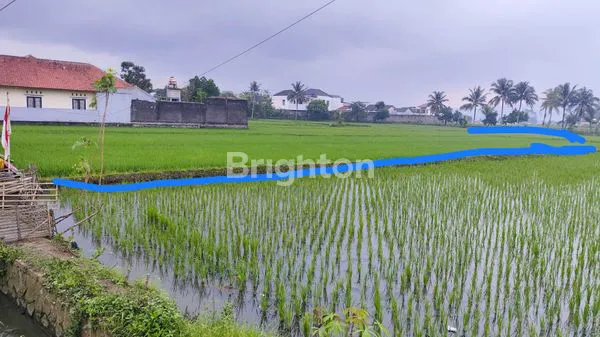 JUAL TANAH SAWAH PRODUKTIF  DI TASIKMALAYA