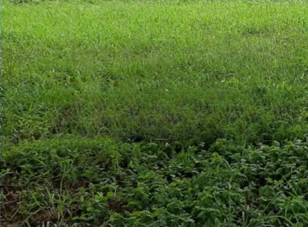 image KAVLING SIAP BANGUN ROW JALAN LEBAR (1)