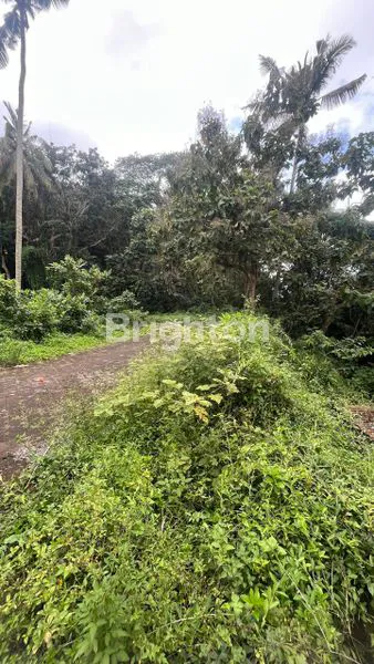 image TANAH ABIMANYU, SANGEH, BADUNG  (3)