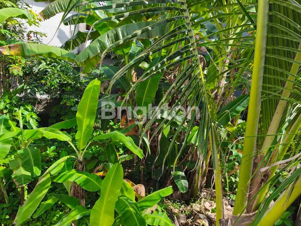 image TANAH 3,5 ARE JALAN KAYU TULANG CANGGU  (6)