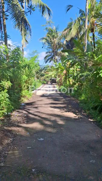 image TANAH/KEBUN SALAK – DESA BEBANDEM, KARANGASEM (7)