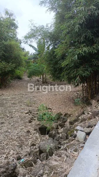 image TANAH KEBON YG LUAS DAN MURAH  (1)