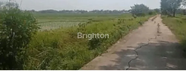 image DIJUAL CEPAT SAWAH PRODUKTIF DENGAN IRIGASI TERBAIK DI SUKAWANGI BEKASI (3)