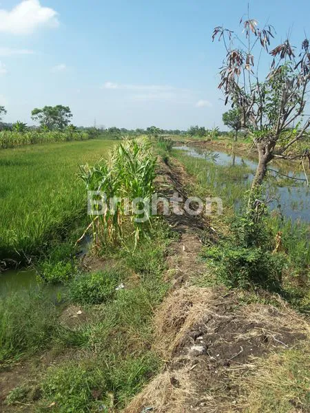 image TANAH TAMBAK CERME GRESIK (1)