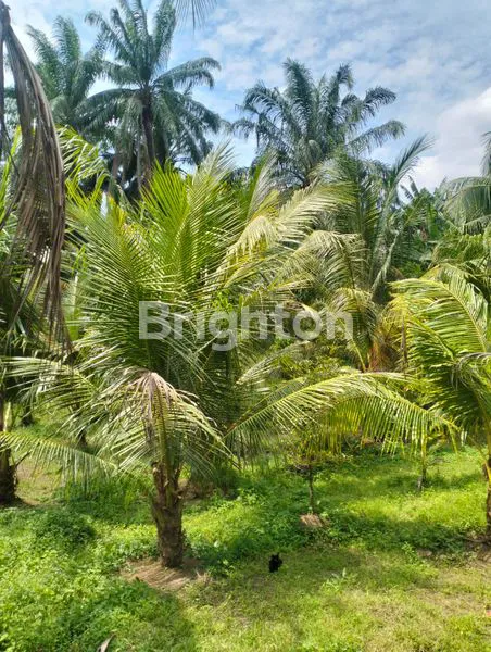 image LAHAN KEBUN BESERTA BANGUNAN  (8)