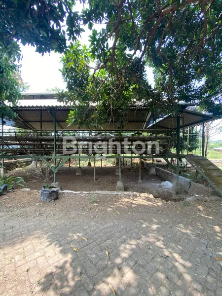 image TANAH LUAS 7728M² + 2 RUMAH & KANDANG AYAM DI GONDANG (3)