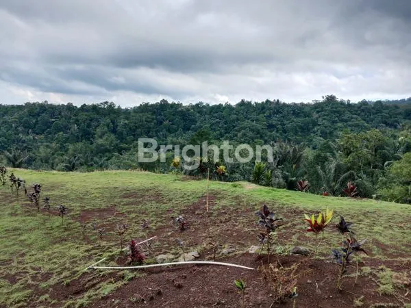 image TANAH KAVLING ADA KEBUN DURIAN MUSANGKING TABANAN (2)