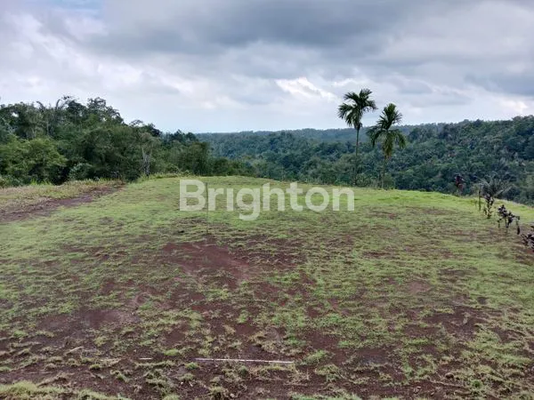 image TANAH KAVLING ADA KEBUN DURIAN MUSANGKING TABANAN (7)