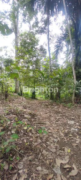 image TANAH SELUAS 9410 M² DI PENEBEL - TABANAN (4)