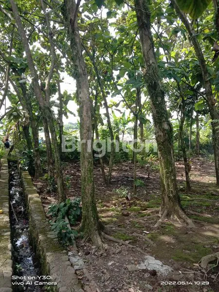 image TANAH KEBUN PREMIUM 4299M² PINGGIR JALAN DEKAT BNR CIJERUK (1)