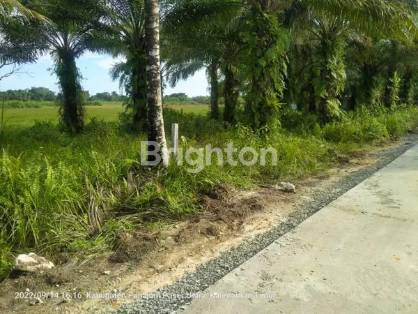 image TANAH 3 HA PINGGIR JALAN PROVINSI DI PPU, COCOK UNTUK INVESTASI (3)