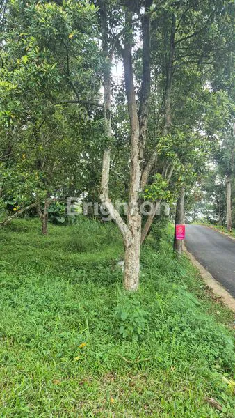 image LAHAN PREMIUM 4.8 HA DI PRIGEN - LOKASI STRATEGIS DEKAT WISATA (2)