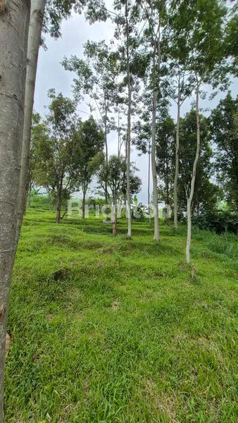 image LAHAN PREMIUM 4.8 HA DI PRIGEN - LOKASI STRATEGIS DEKAT WISATA (7)